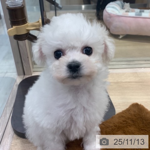 ビション・フリーゼの写真