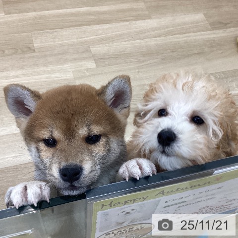山梨県の柴犬(標準サイズ) (ペットプラス 甲府国母店/2025年9月14日生まれ/男の子/赤)の子犬の4枚目の画像