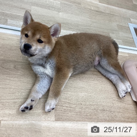山梨県の柴犬(標準サイズ) (ペットプラス 甲府国母店/2025年9月14日生まれ/男の子/赤)の子犬の3枚目の画像