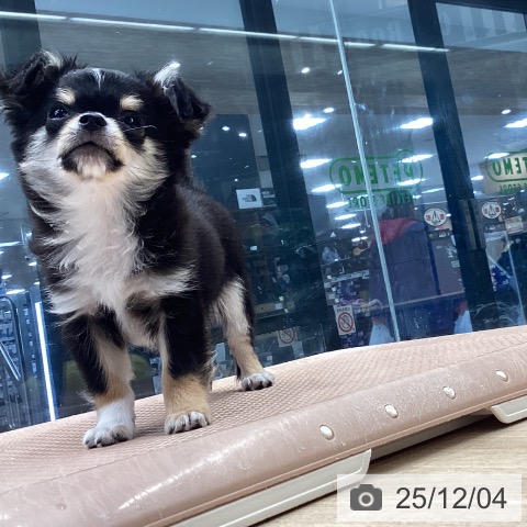 神奈川県のチワワ(ロング) (ペットプラス 座間店/2025年9月6日生まれ/男の子/ブラックタン)の子犬の4枚目の画像