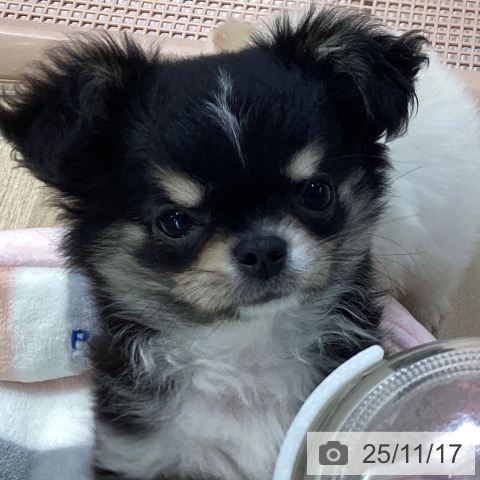 神奈川県のチワワ(ロング) (ペットプラス 座間店/2025年9月6日生まれ/男の子/ブラックタン)の子犬の3枚目の画像