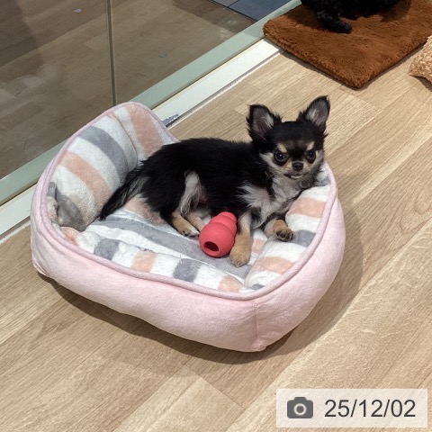 東京都のチワワ(ロング) (ペットプラス 東久留米店/2025年9月6日生まれ/女の子/ブラックタン)の子犬の4枚目の画像