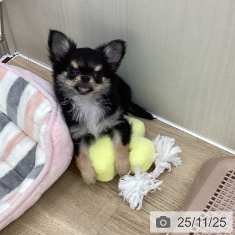 東京都のチワワ(ロング) (ペットプラス 東久留米店/2025年9月6日生まれ/女の子/ブラックタン)の子犬の3枚目の画像