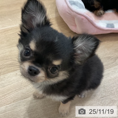 神奈川県のチワワ(ロング) (ペットプラス テラスモール湘南店/2025年9月6日生まれ/女の子/ブラックタン)の子犬の3枚目の画像