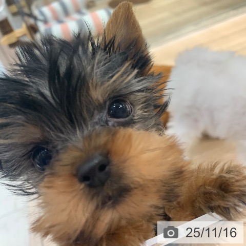 ヨークシャー・テリアの写真