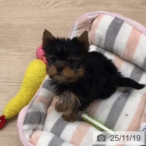 千葉県のヨークシャーテリア (ペットプラス 幕張新都心店/2025年9月12日生まれ/男の子/スチールブルータン)の子犬の3枚目の画像