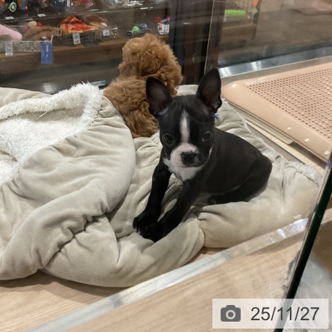 埼玉県のボストンテリア (ペットプラス コクーンシティ店/2025年9月15日生まれ/男の子/ボストンカラー)の子犬の4枚目の画像
