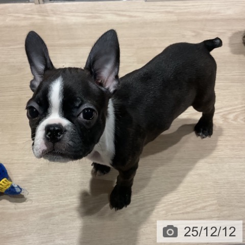 埼玉県のボストンテリア (ペットプラス コクーンシティ店/2025年9月15日生まれ/男の子/ボストンカラー)の子犬の3枚目の画像