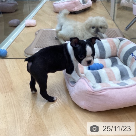 埼玉県のボストンテリア (ペットプラス 浦和美園店/2025年9月15日生まれ/女の子/ボストンカラー)の子犬の4枚目の画像