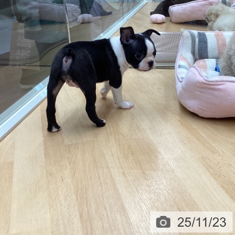 埼玉県のボストンテリア (ペットプラス 浦和美園店/2025年9月15日生まれ/女の子/ボストンカラー)の子犬の3枚目の画像
