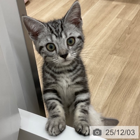 アメリカンショートヘアの写真