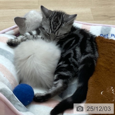 アメリカンショートヘアの写真