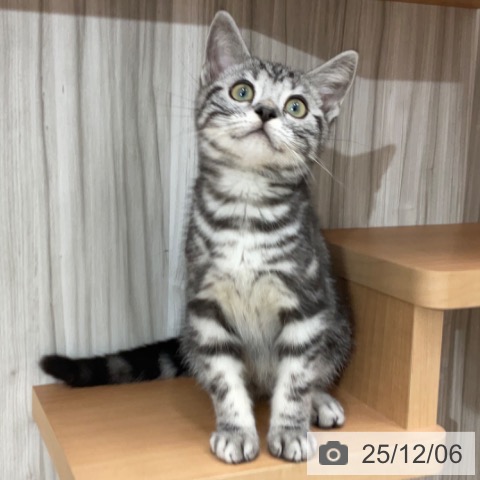 長野県のアメリカンショートヘアー (ペットプラス 上田店/2025年8月17日生まれ/男の子/シルバータビー)の子猫の3枚目の画像