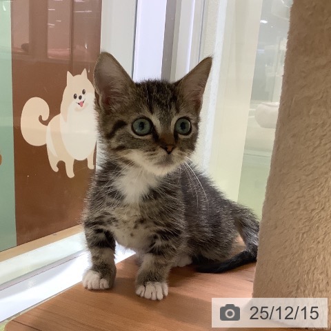 神奈川県のマンチカン (ペットプラス 新百合丘店/2025年8月28日生まれ/男の子/ブラウンタビーホワイト)の子猫の4枚目の画像