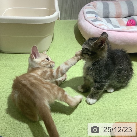 神奈川県のマンチカン (ペットプラス 新百合丘店/2025年8月28日生まれ/男の子/ブラウンタビーホワイト)の子猫の4枚目の画像