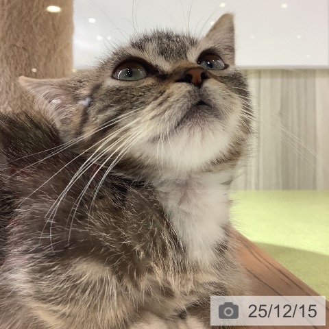 神奈川県のマンチカン (ペットプラス 新百合丘店/2025年8月28日生まれ/男の子/ブラウンタビーホワイト)の子猫の3枚目の画像