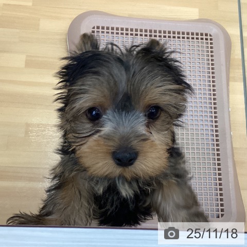 千葉県のヨークシャーテリア (ペットプラス 八千代緑が丘店/2025年9月13日生まれ/女の子/スチールブルータン)の子犬の3枚目の画像