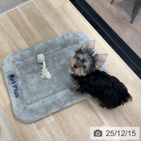 神奈川県のヨークシャーテリア (ペットプラス 武蔵小杉店/2025年9月13日生まれ/女の子/スチールブルータン)の子犬の4枚目の画像