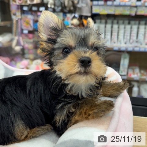 神奈川県のヨークシャーテリア (ペットプラス 武蔵小杉店/2025年9月13日生まれ/女の子/スチールブルータン)の子犬の3枚目の画像