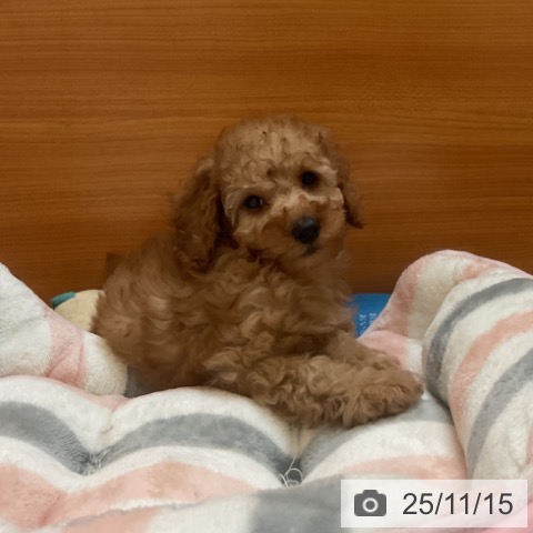 トイ・プードルの写真