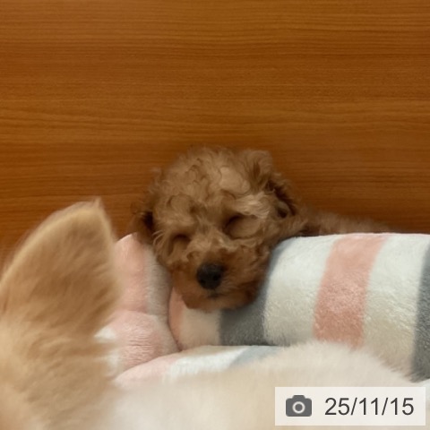 トイ・プードルの写真