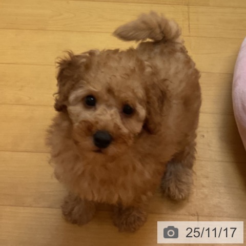 千葉県のトイプードル(トイ) (ペットプラス 海浜幕張店/2025年9月14日生まれ/男の子/レッド)の子犬の4枚目の画像