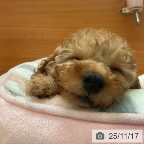 千葉県のトイプードル(トイ) (ペットプラス 海浜幕張店/2025年9月14日生まれ/男の子/レッド)の子犬の3枚目の画像