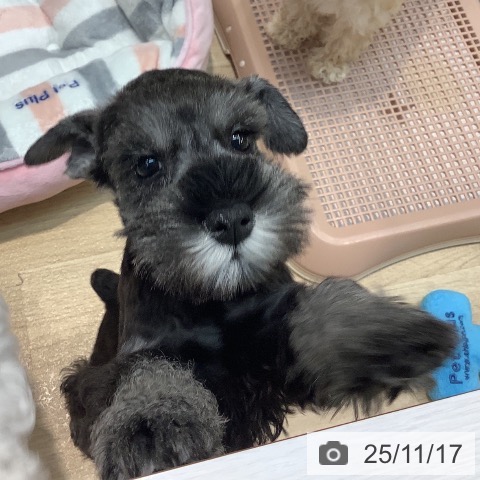 埼玉県のミニチュアシュナウザー (ペットプラス ららぽーと新三郷店/2025年9月13日生まれ/女の子/ソルトペッパー)の子犬の4枚目の画像