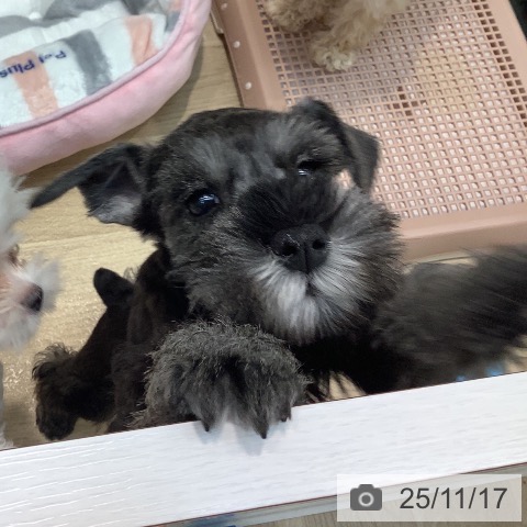 埼玉県のミニチュアシュナウザー (ペットプラス ららぽーと新三郷店/2025年9月13日生まれ/女の子/ソルトペッパー)の子犬の3枚目の画像