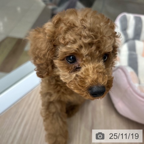 東京都のトイプードル(トイ) (ペットプラス 多摩平の森店/2025年9月14日生まれ/男の子/レッドフォーン)の子犬の4枚目の画像