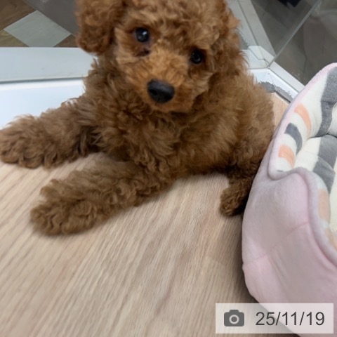 東京都のトイプードル(トイ) (ペットプラス 多摩平の森店/2025年9月14日生まれ/男の子/レッドフォーン)の子犬の3枚目の画像