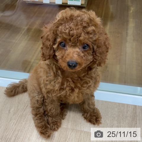 福島県のトイプードル(トイ) (ペットプラス 福島店/2025年9月14日生まれ/男の子/レッドフォーン)の子犬の4枚目の画像