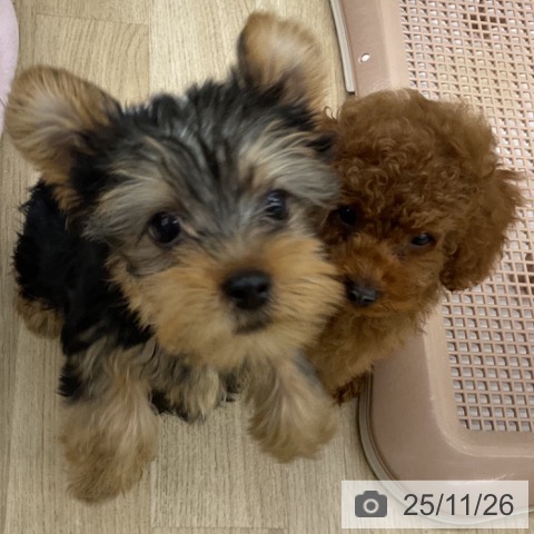 福島県のトイプードル(トイ) (ペットプラス 福島店/2025年9月14日生まれ/男の子/レッドフォーン)の子犬の3枚目の画像