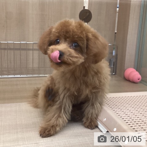 トイ・プードルの写真