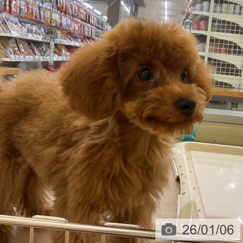 トイ・プードルの写真