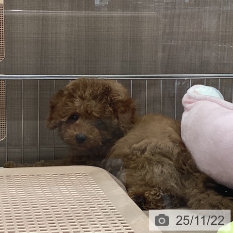 神奈川県のトイプードル(トイ) (ペッツワン 横須賀久里浜店/2025年9月14日生まれ/男の子/レッドフォーン)の子犬の4枚目の画像