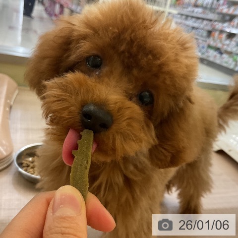 トイ・プードルの写真