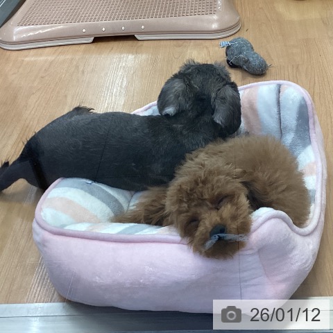 トイ・プードルの写真