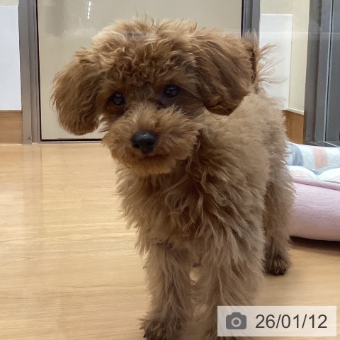 神奈川県のトイプードル(トイ) (ペッツワン 横須賀久里浜店/2025年9月14日生まれ/男の子/レッドフォーン)の子犬の4枚目の画像