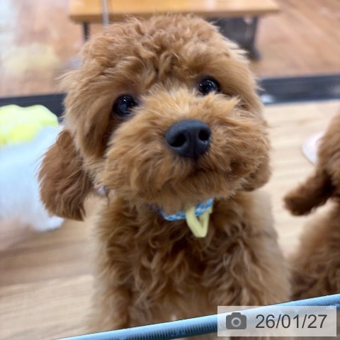 東京都のトイプードル(トイ) (ペッツワン 青梅インター店/2025年9月14日生まれ/男の子/レッドフォーン)の子犬の4枚目の画像