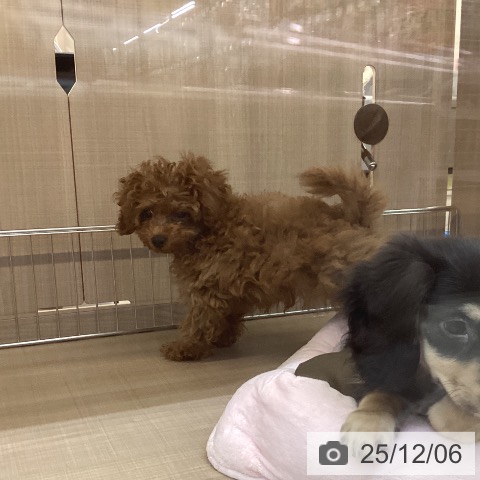 神奈川県のトイプードル(トイ) (ペッツワン 横須賀久里浜店/2025年9月14日生まれ/男の子/レッドフォーン)の子犬の3枚目の画像