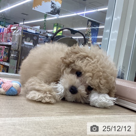 山梨県のトイプードル(トイ) (ペットプラス 甲府国母店/2025年9月15日生まれ/男の子/クリーム)の子犬の4枚目の画像