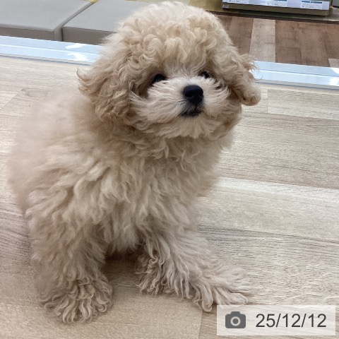 山梨県のトイプードル(トイ) (ペットプラス 甲府国母店/2025年9月15日生まれ/男の子/クリーム)の子犬の3枚目の画像