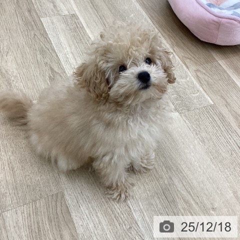 山梨県のトイプードル(トイ) (ペットプラス 甲府国母店/2025年9月15日生まれ/男の子/クリーム)の子犬の4枚目の画像