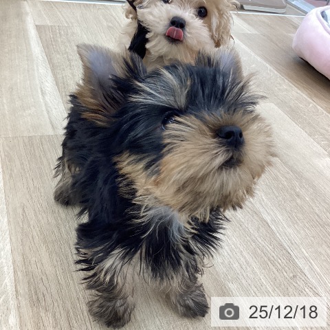 山梨県のトイプードル(トイ) (ペットプラス 甲府国母店/2025年9月15日生まれ/男の子/クリーム)の子犬の3枚目の画像