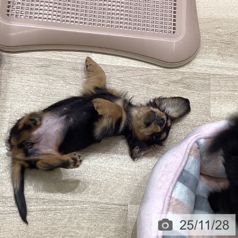 ミニチュア・ダックスフンドの写真