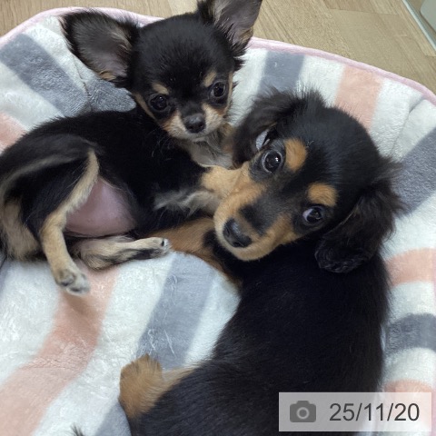 ミニチュア・ダックスフンドの写真