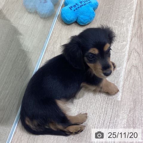 ミニチュア・ダックスフンドの写真