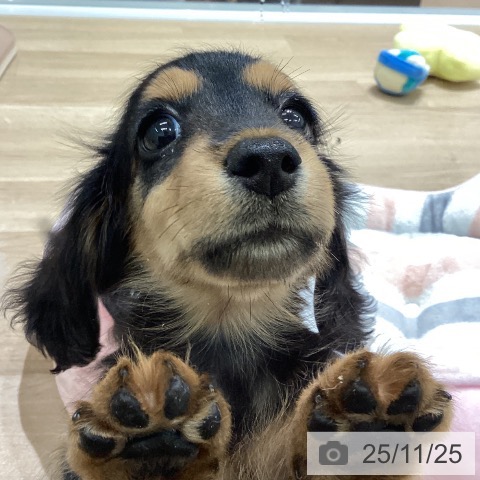 ミニチュア・ダックスフンドの写真