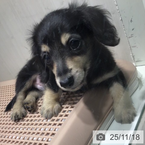 カニーンヘン・ダックスフンドの写真